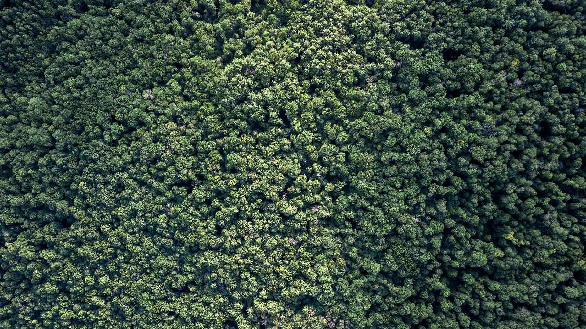 Parceria da marca de roupas sustentáveis MINIMADEIA com SOS Amazônia, cada compra feita no site vale uma doação para causas sociais e ambientais.